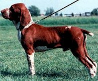 Il bracco italiano standard